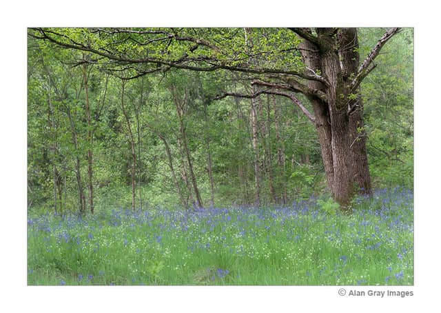 Pond Woods - Image 1