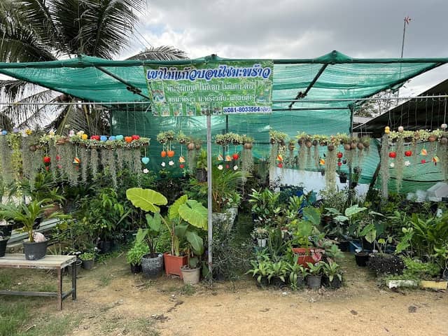 ร้านเขาไม้แก้วบอนไซมะพร้าว - Image 1