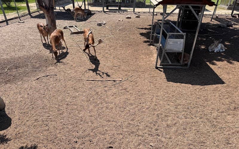 Mini ZOO - Image 1