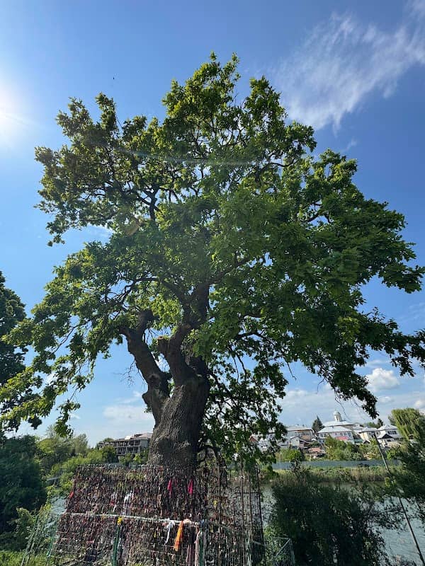 The Icon Tree - Image 1