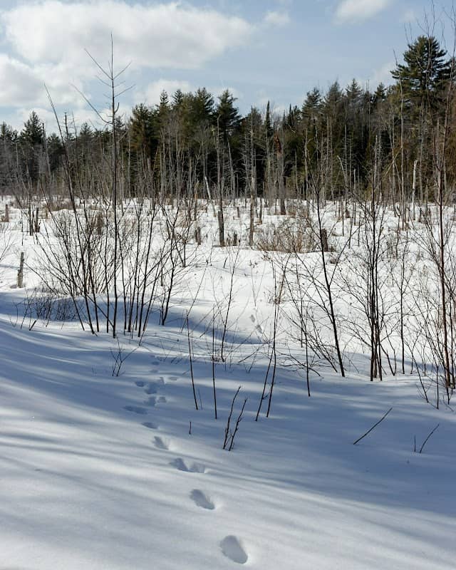 Walden-Parke Preserve - Image 2