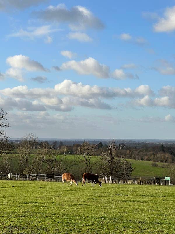 Viewpoint - Image 2