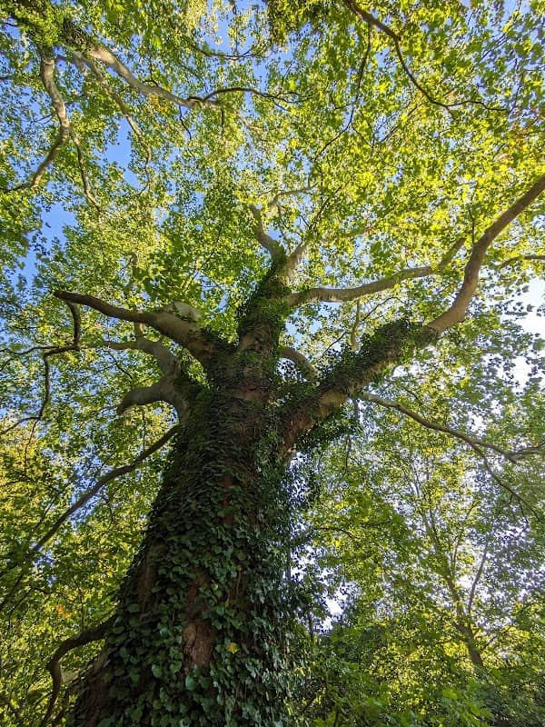 Rathauspark Ilsede - Image 1