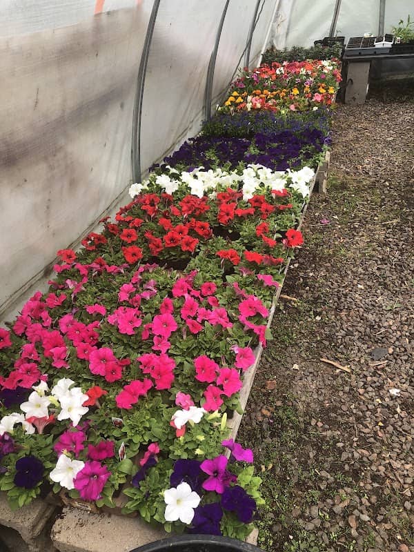 Northern Connection Landscape, Evergreen products & Greenhouse LLC. - Image 1