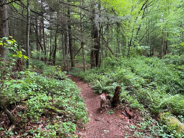 Batchelor Brook trailhead - Image 1