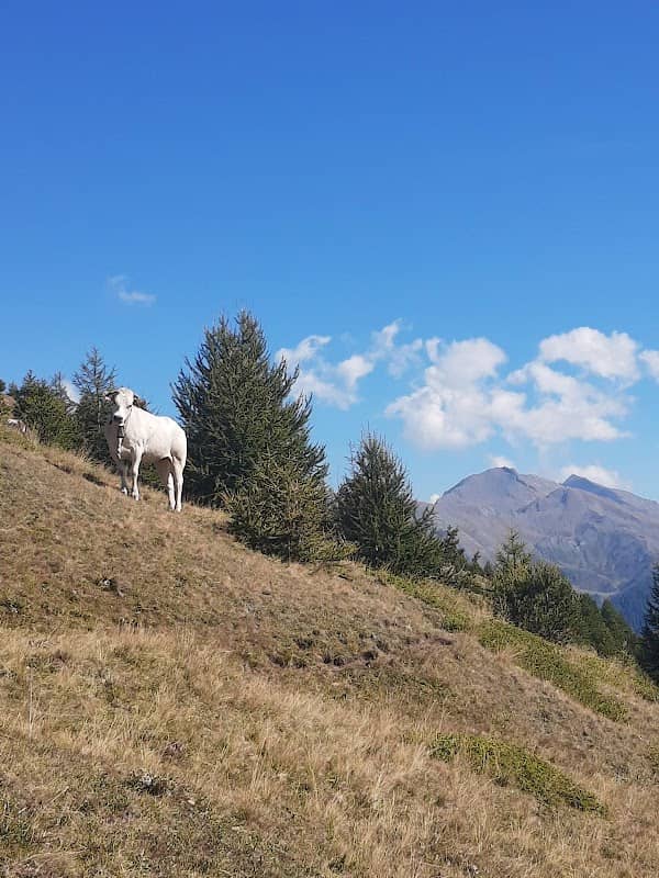 Mulattiera Grand Puy - Col Blegier - Image 2