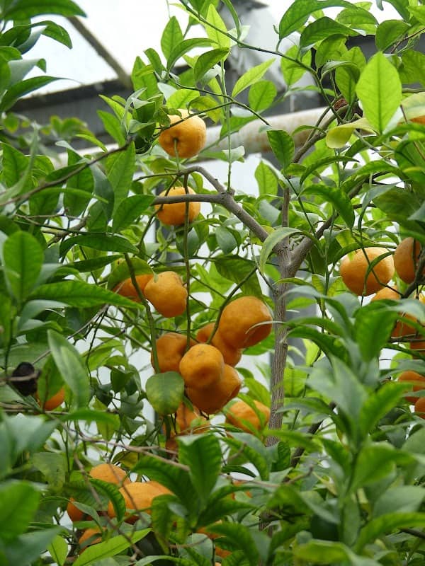 Citrusový skleník - Image 1