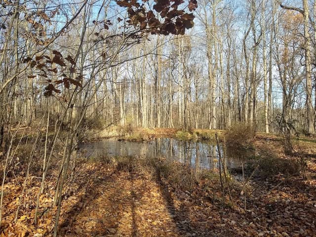 Natural Lands' Meng Preserve - Image 2