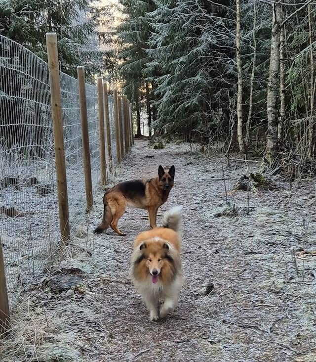 Nordkisa Hundepark - Image 1