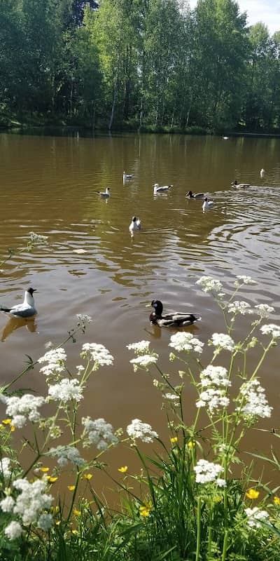Sompio Pond - Image 2