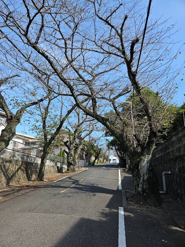 長浦 桜並木 - Image 1