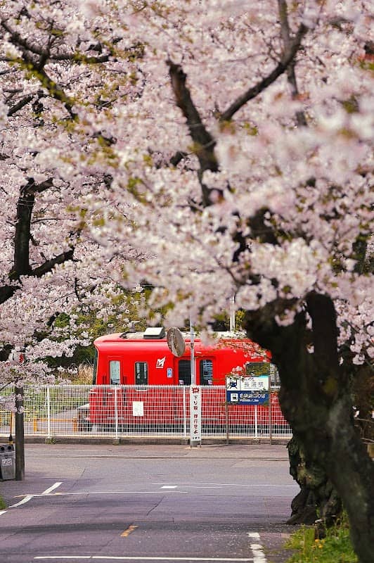 長浦 桜並木 - Image 2