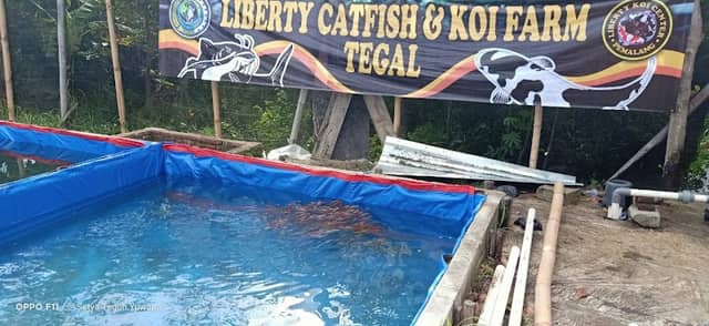 Liberty Koi Farm Tegal - Image 2
