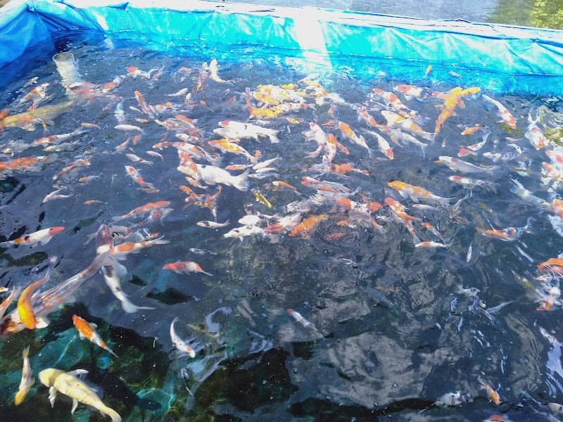 Liberty Koi Farm Tegal - Image 1
