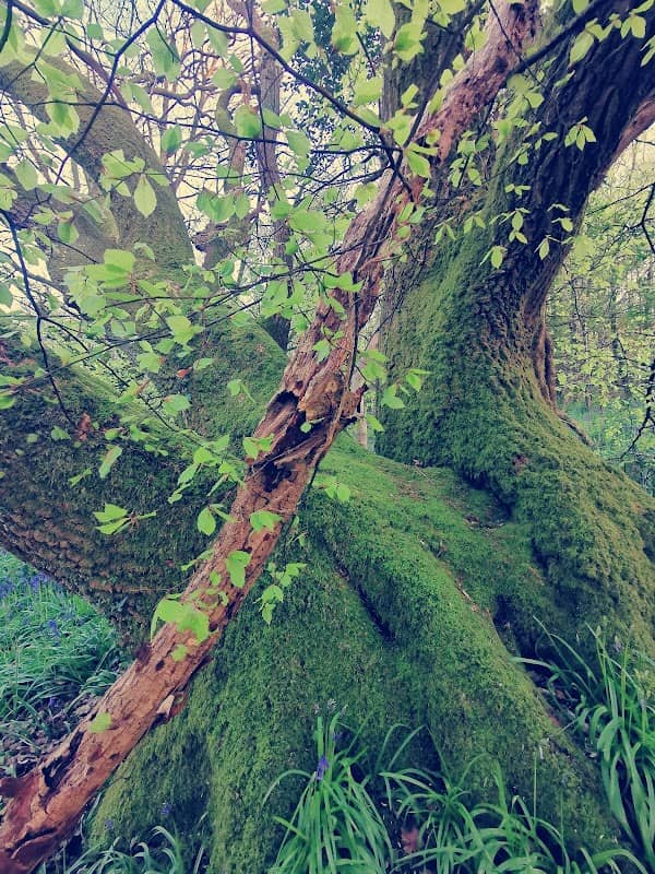 Ystrad Wood - Image 2