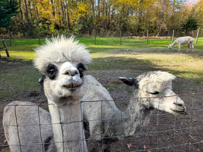 Jersey Shore Alpacas - Image 1