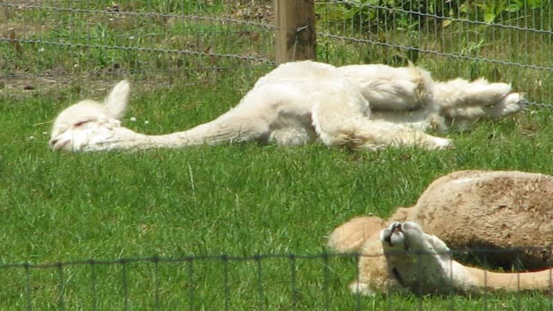 Jersey Shore Alpacas - Image 2