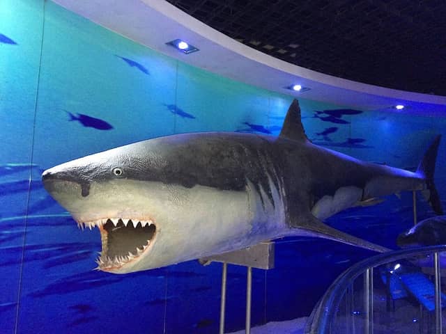 Underwater World Qingdao (South Gate) - Image 1