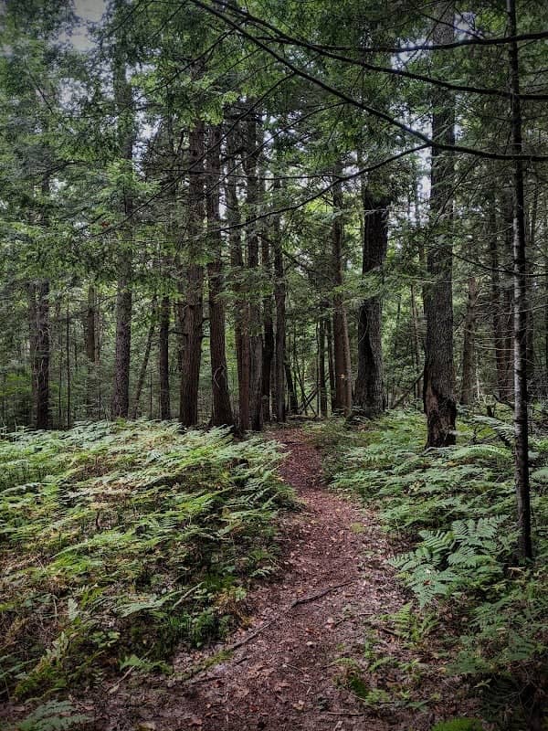 Onjebonge State Forest - Image 1