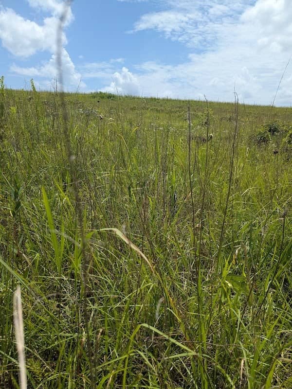 Schwartz Prairie - Image 2