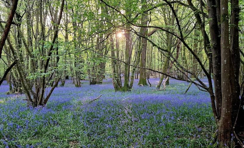 Bluebell Wood In April - Image 1