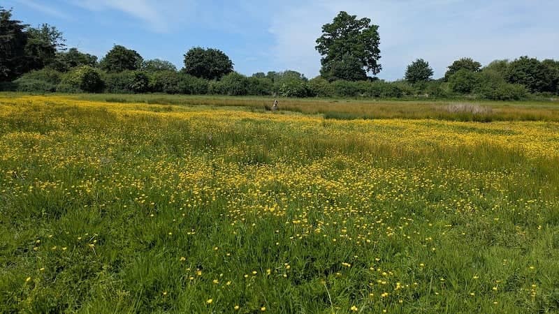 Unstead Wetland Nature Reserve - Image 1