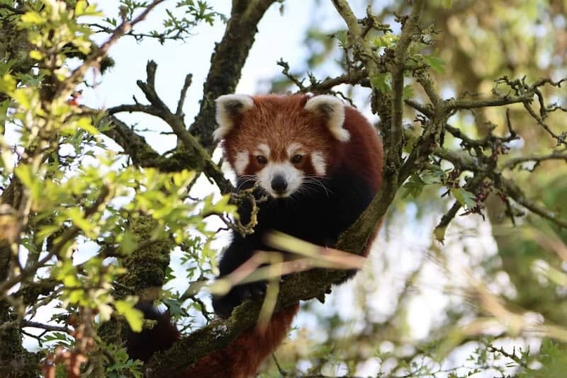 Peak Wildlife Park - Image 1