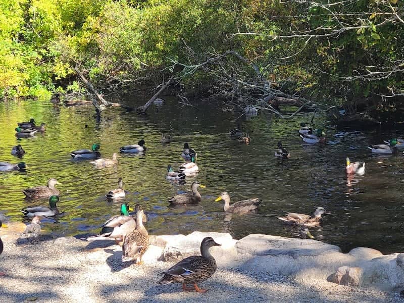 East Hampton Duck Pond - Image 1