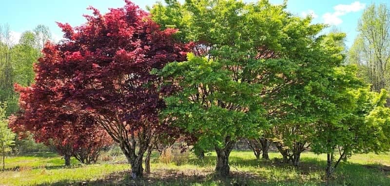 Holly Springs Tree Farm - Image 1