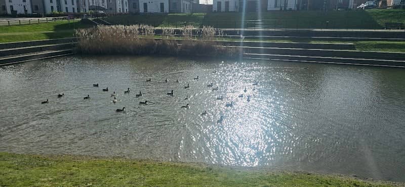 Waverley Triangle Pond - Image 1