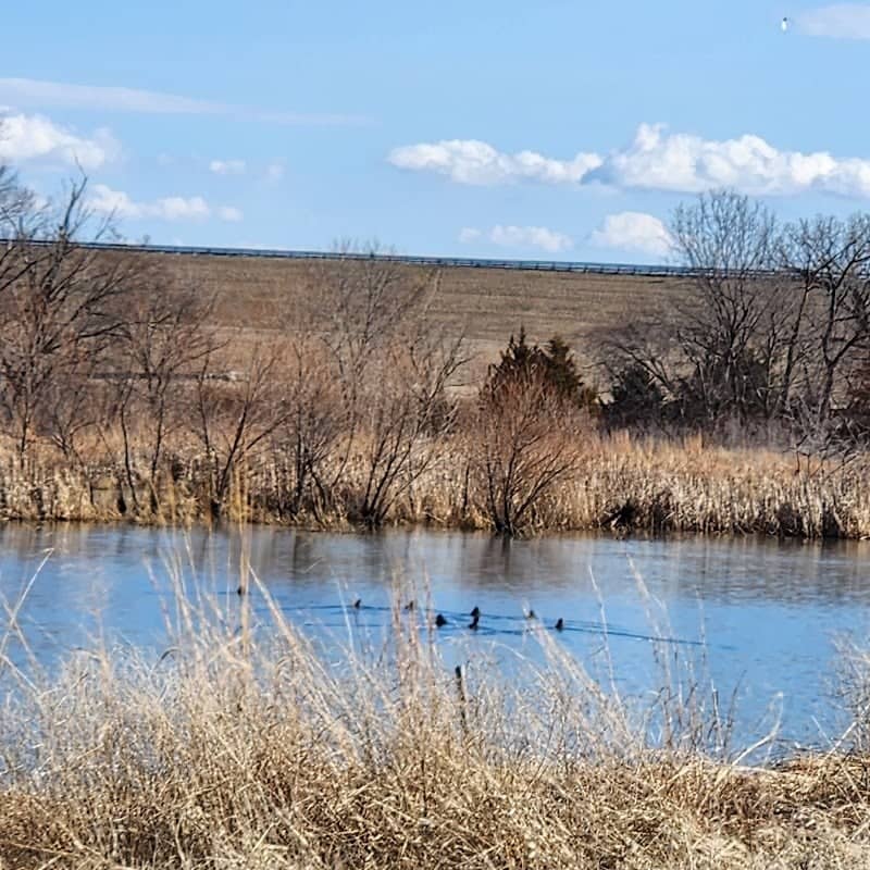 Blue Springs Lake Wetland - Image 2
