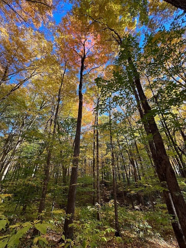 Frances Slocum State Forest - Image 1