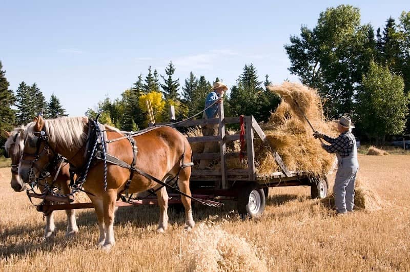 Stony Plain & Parkland Pioneer Museum - Image 1