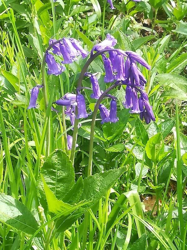 Lady's Wood - Image 1