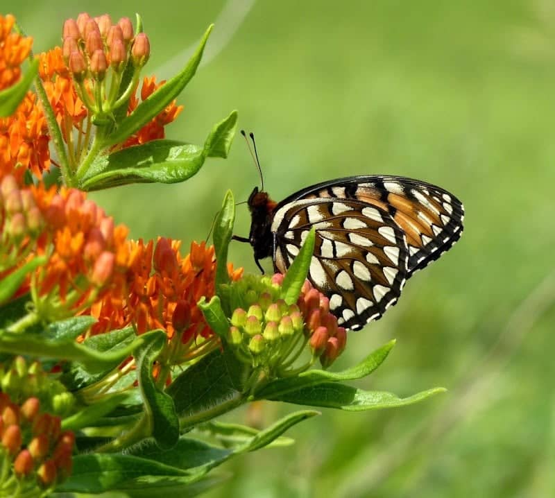 Knapp Prairie - Image 2