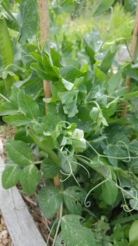 SeDoMoCha School Garden - Image 1