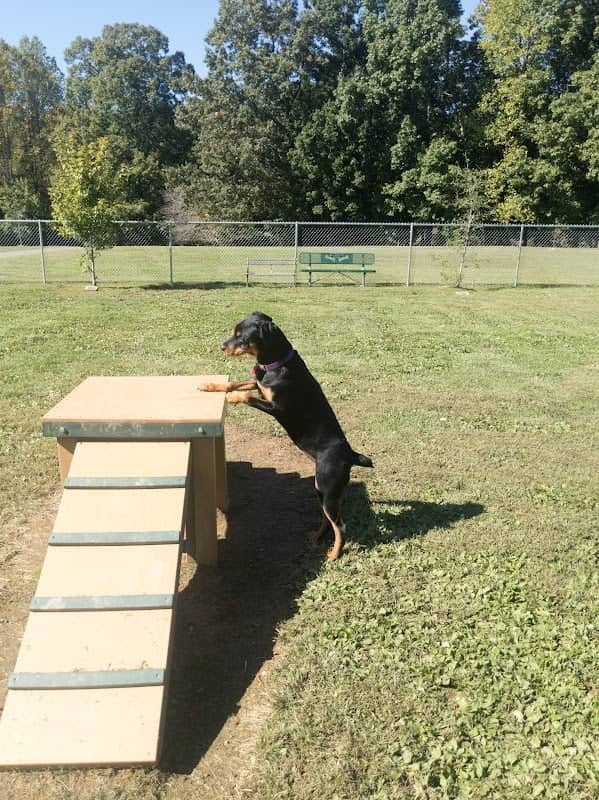 Albemarle Parks & Recreation Dog Park - Image 2