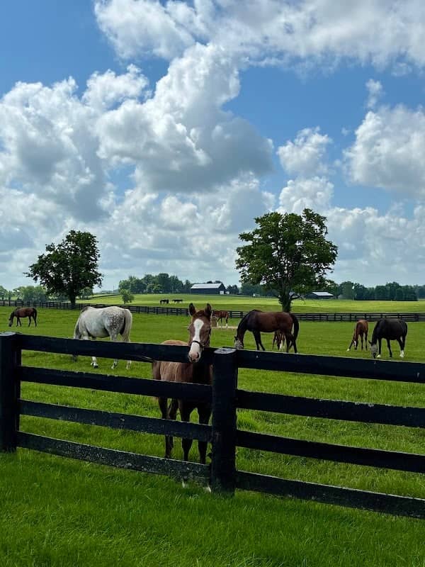 Lane's End Farm-Tours - Image 1