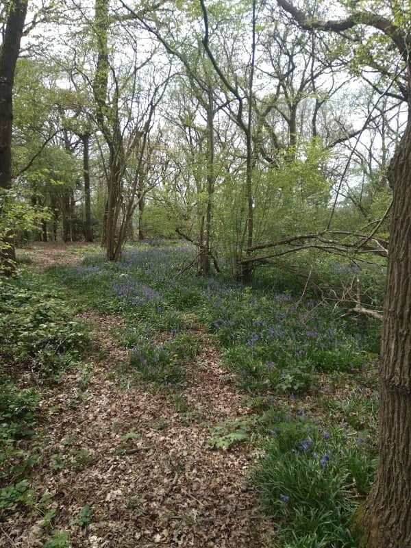 Gregorny Sanctuary - Image 3