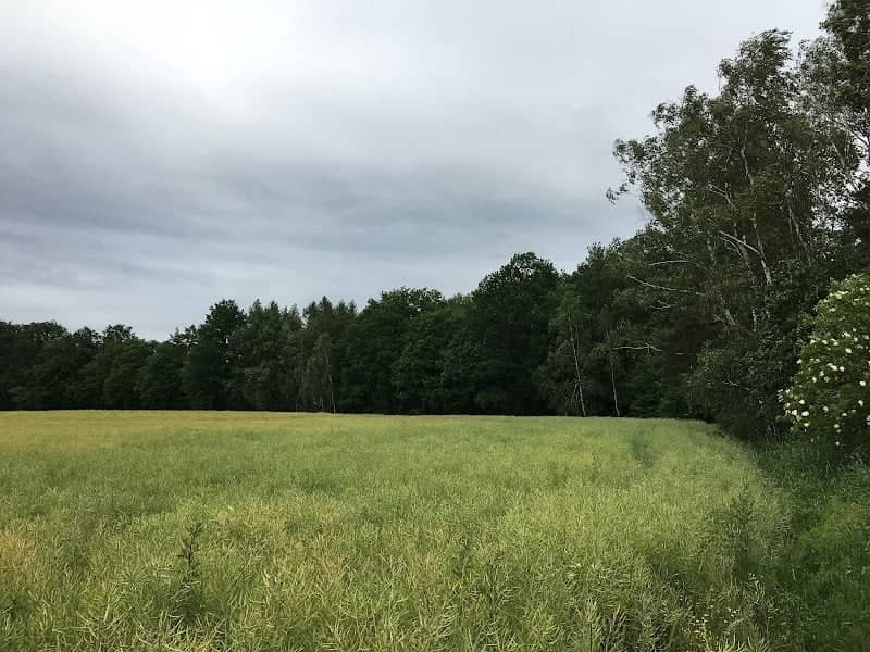Dröschkauer Heide - Image 1