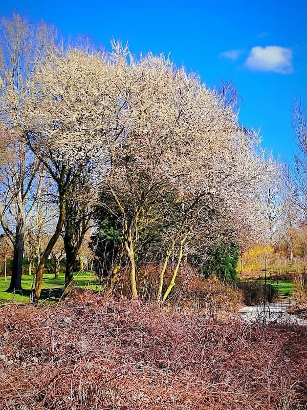 Rieterpark - Image 1
