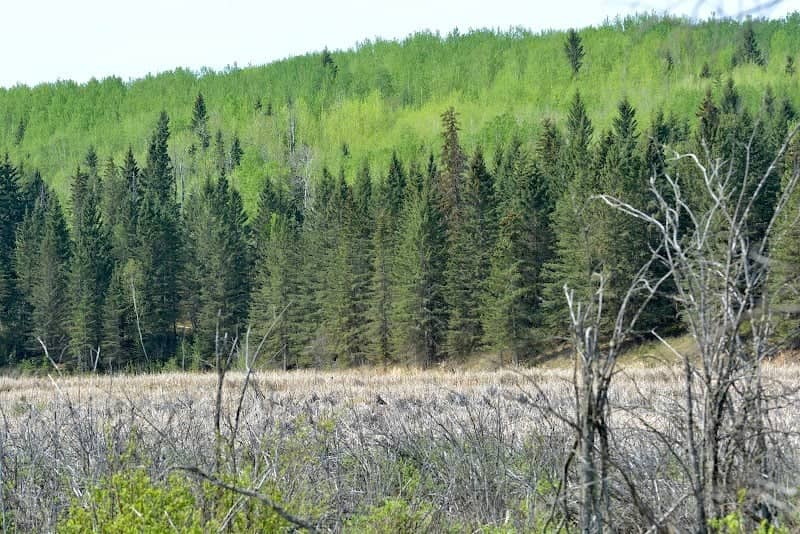 Tawatinaw River Watchable Wildlife Viewpoint - Image 2