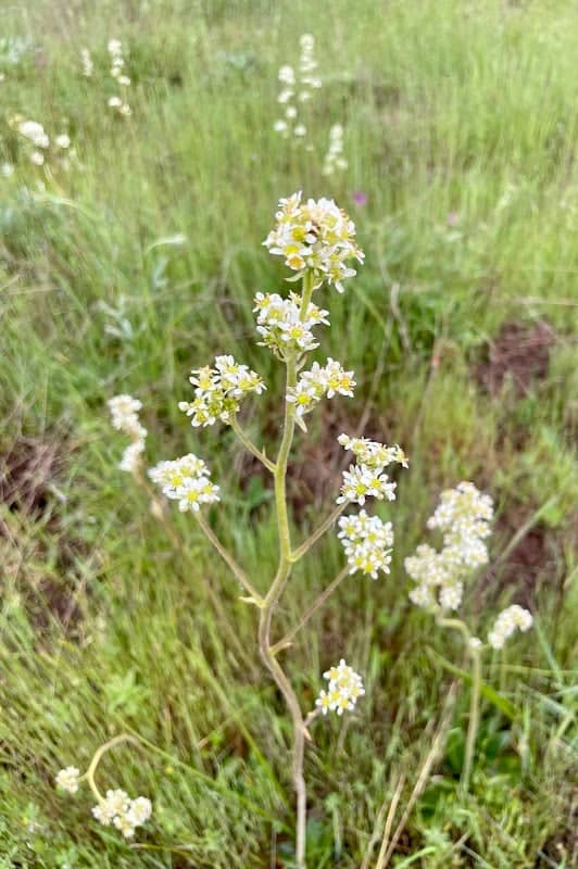 Kingston Prairie Reserve - Image 2