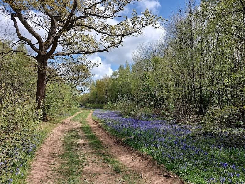 Hucking Estate - Woodland Trust - Image 2