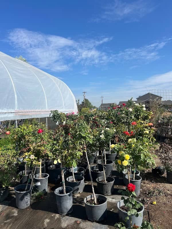 Perez Plants - Image 1