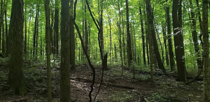 Frances Slocum State Forest - Image 1