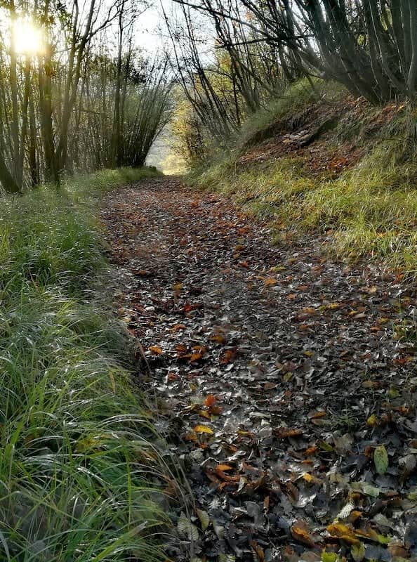 Sentiero Naturalistico del Boschetto - Image 2