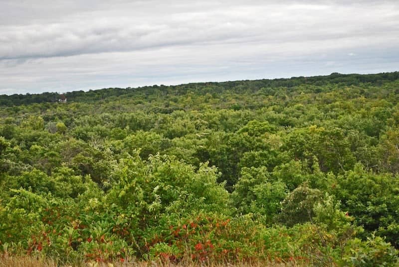 Sterling Barrens State Natural Area - Image 1