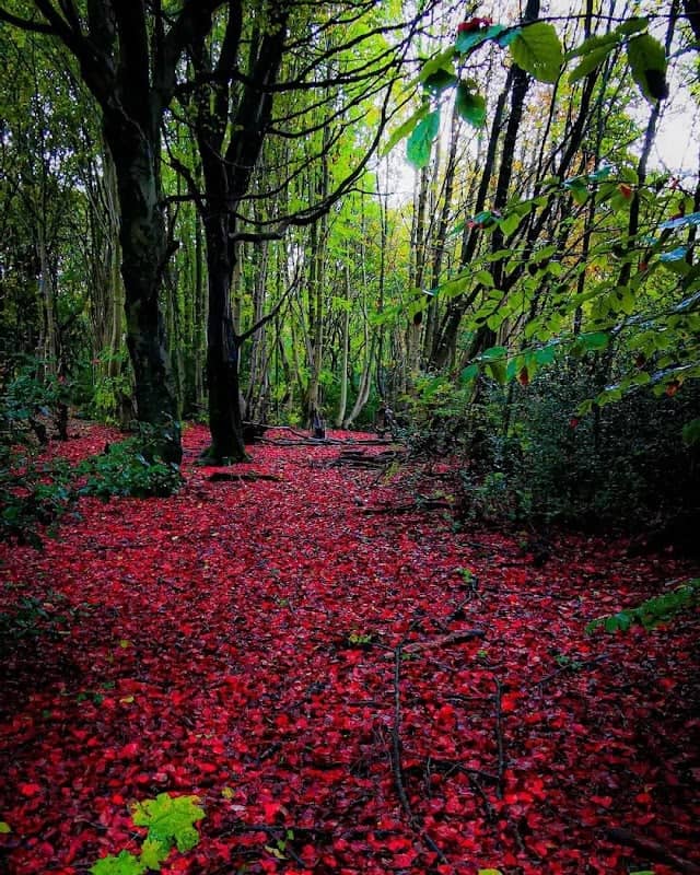 Bagnall Road Wood - Image 2