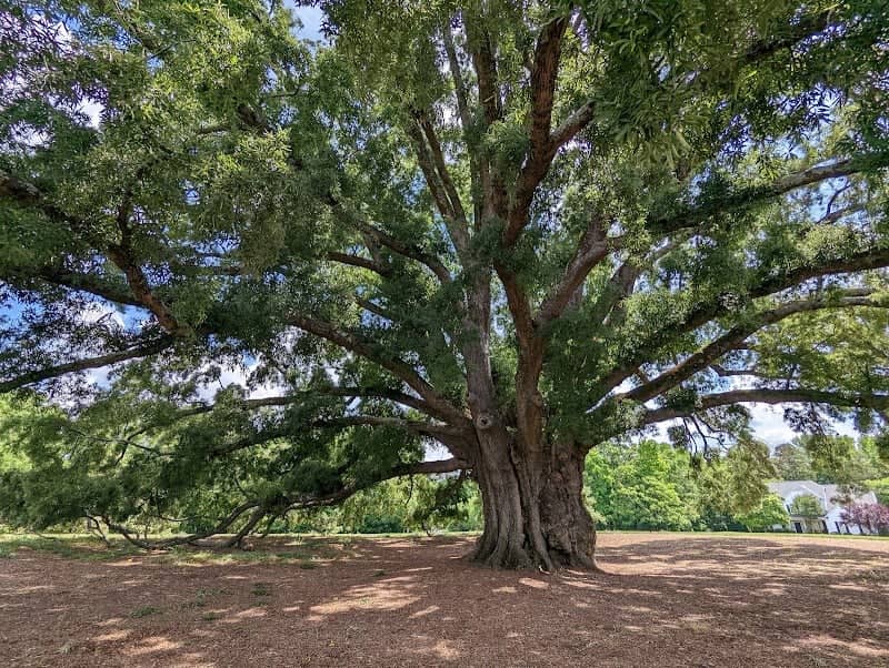 National Champion Willow Oak - Image 1